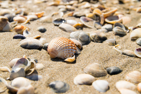 Background formed by shells on the seashore.