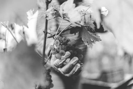 Detail of Handmade grape harvest on the Tuscan hills.の写真素材