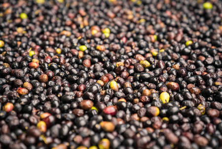 Background formed by freshly picked olives in a farm.