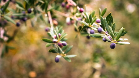 Olives on a branch ready to be harvested.の写真素材