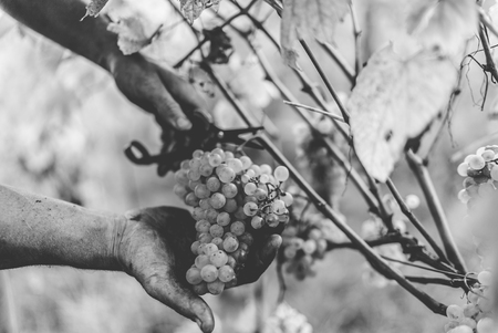 Detail of Handmade grape harvest on the Tuscan hills.の写真素材