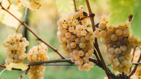 Bunch of grapes ready to be harvested in the Italian vineyards.の写真素材