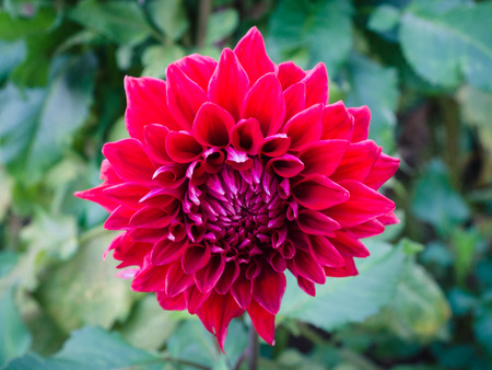 Red dahlia in the garden with blurred green background.