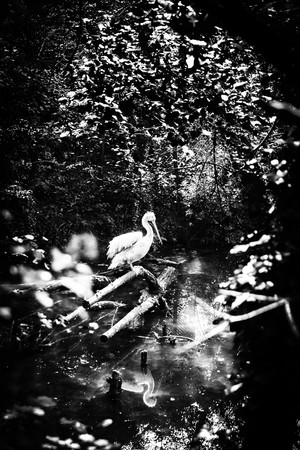 White heron in a stream in the middle of the forest.の写真素材