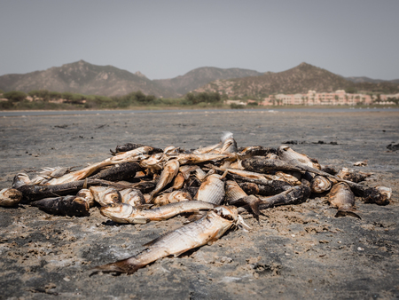 Dead fish due to the drought that has dried up a lake.の写真素材