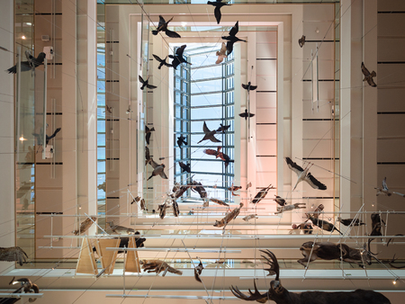Trento, Italy - November 19, 2017: The "MUSE" is the Museum of the Sciences of Trento. The interior is characterized by a "big void" where suspended tassidermized animals.のeditorial素材