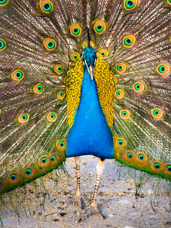 Colorful peacock and its wonderful tail.の写真素材