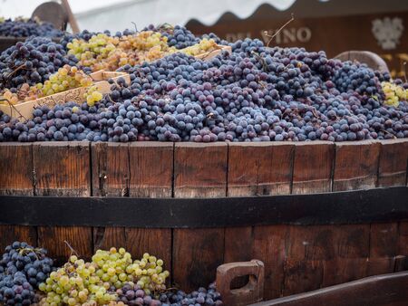 White and black grapes harvested in a typical old wooden vat.の写真素材