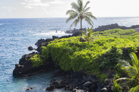 Black volcanic rock formation and greenery in Maui, Hawaiiの写真素材