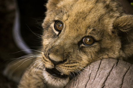 baby lion is so prettyの写真素材