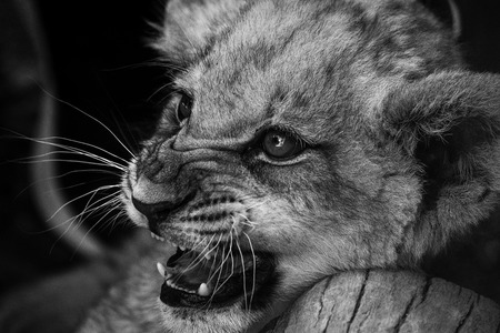 baby lion goes a little angryの写真素材