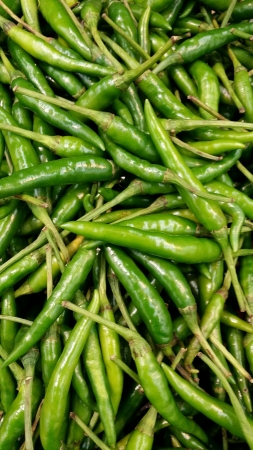  Fresh hot green chiliの素材