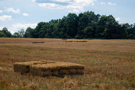 Hay Bales in Freshly Cut Straw Field