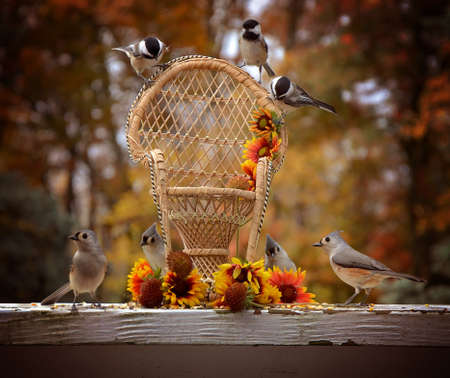 Birds gathering in the fallの写真素材