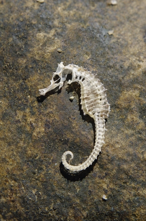 Skeleton of a sea horseの写真素材