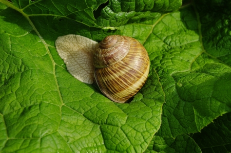 Snail on  a  leafの写真素材