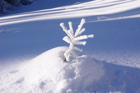 Small fir tree buried in snow on meadowの写真素材