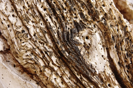Dry wood on beachの写真素材