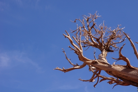 Old dead tree on the sky on sunny dayの写真素材