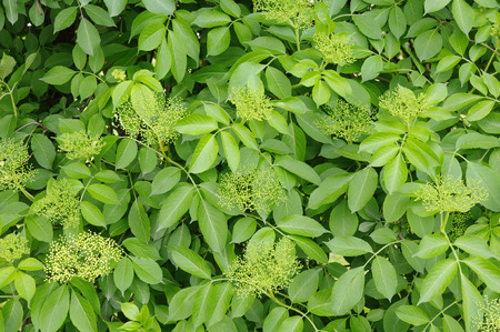Black elderberry  Sambucus nigra  leaves and pimplesの写真素材