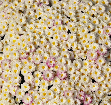 Autum mums, chrysanthemums closeup in sunny dayの写真素材
