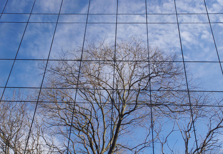 Reflection of trees in winter on a glass wall in sunny dayの写真素材