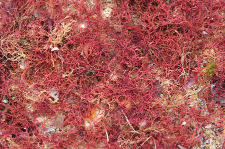 Seaweed washed up on the sand by the wavesの写真素材