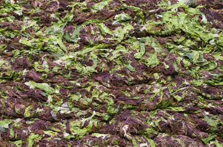 Green algae and seaweed on sunny beach