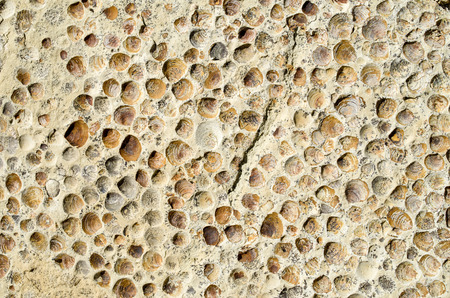 Sediment rock with fossilized seashells on the beach closeupの写真素材