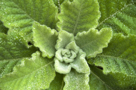 Dense rosette of leaves of mullein closeupの写真素材