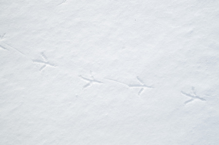 Bird tracks in snow in winter closeup