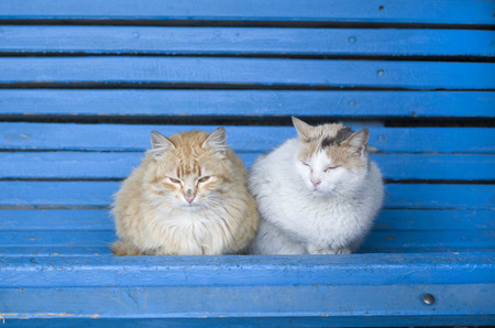 Two street fluffy cats on a blue wooden bench closeupの写真素材