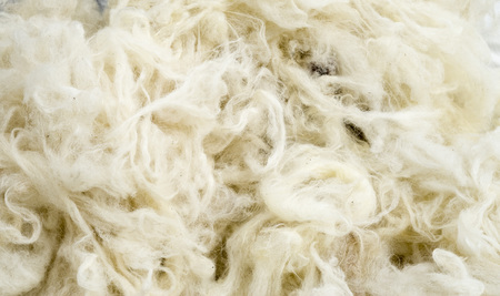 Pile of new wool closeup in sunny day