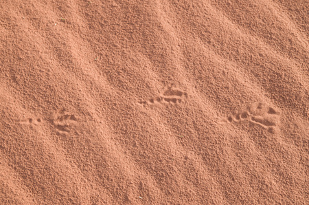 Foot bird  imprint in the red sand, Jordan
