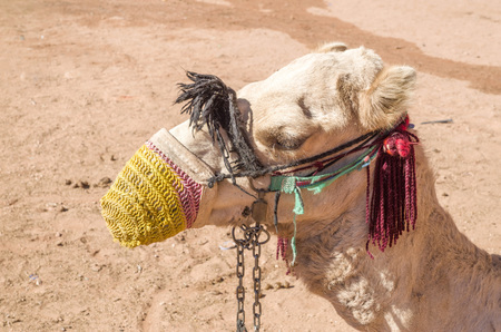 Camel head with yellow mesh muzzle in desert Wadi Rum, Jordanの写真素材