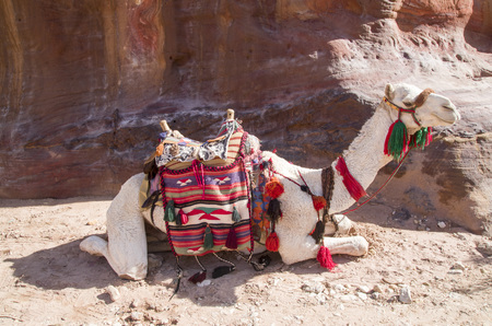 Camel for a walk with ornate saddle in ancient Petra, Jordanの写真素材