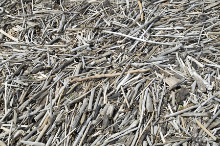 Pile of branches thrown out of Ð° riverの写真素材