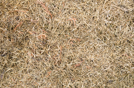Dry mowed grass close upの写真素材