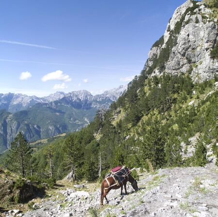 Grazing freight horse with pack-saddle loaded with suitcases of tourists on Vabona Pass in Valbona...