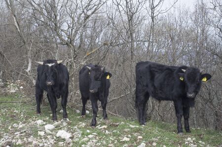 Three black male calves in a green meadow, Bulgaria, Europe
の写真素材