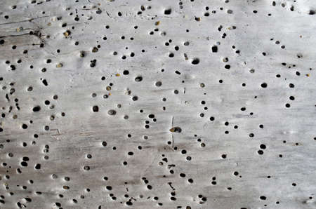 Tree with holes and grit in them on the beach closeup