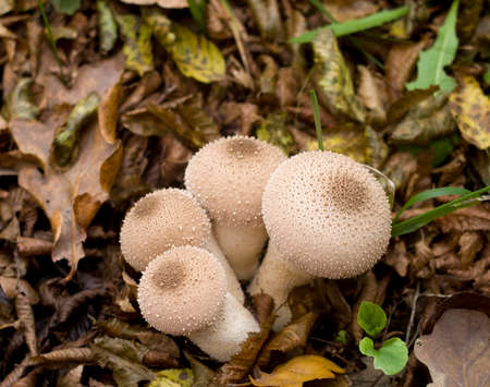Many puffballs fungi in forest in Bulgaria, Europe