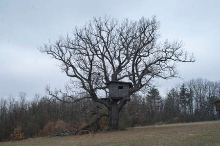 Old wooden house on oak tree in meadowの写真素材