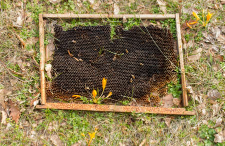 Discarded old beekeeping frame with wax and flowering crocus in the spring