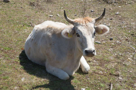 Resting white cow on the meadow in Bulgaria, Europe