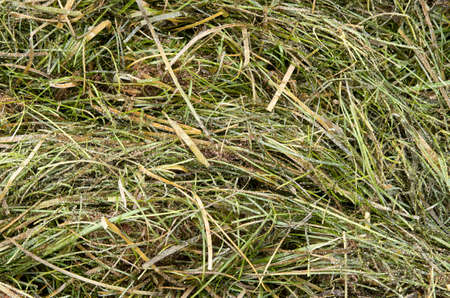 Fresh seaweed kelp and sand on beach close upの写真素材