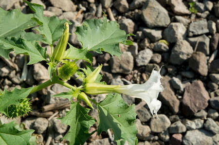 White flower and fruits of the plant thorn apple in summerの写真素材