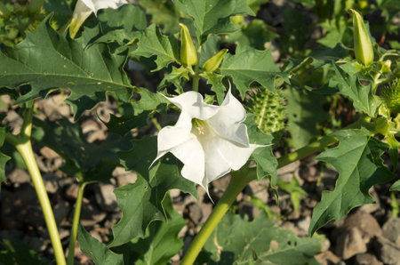 White flower and fruits of the plant thorn apple in summerの写真素材