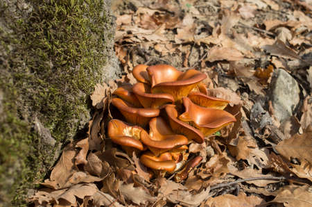 Young tree Jack-oâ€™-lantern mushroom on a sunny autumn day