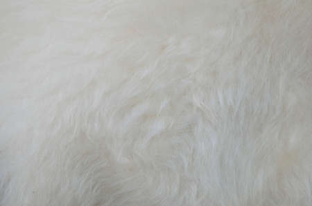 New treated sheepskin with fur close up